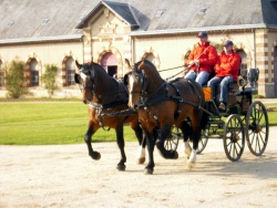 attelage en paire de 2 étalons cob normand : Royal de tuilerie et Kepi Katt AG 2011 St Lô