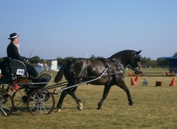 Attelage jeunes chevaux Luçon